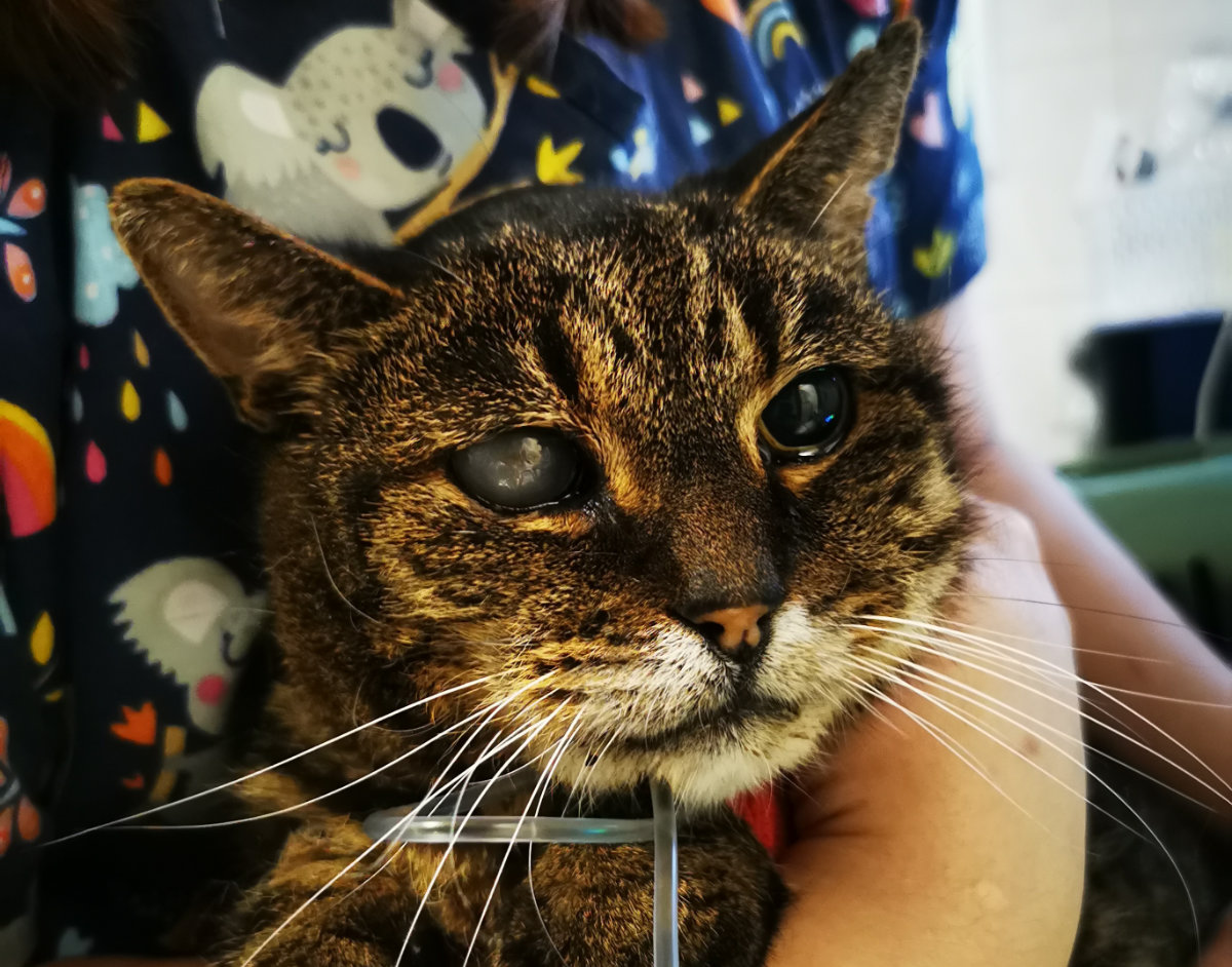 idős cica geriátriai kivizsgálása