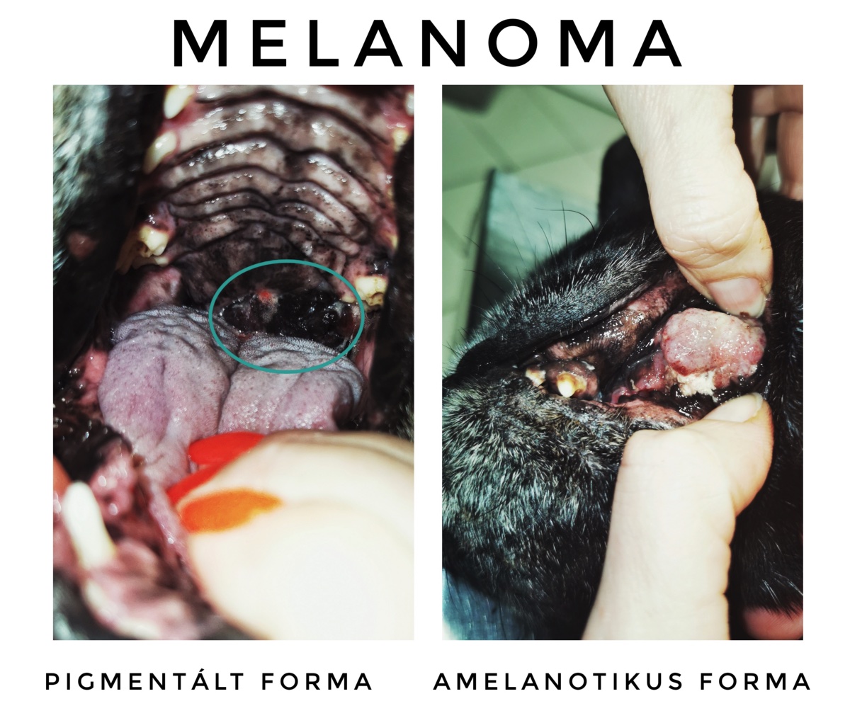 melanoma kutya szájában