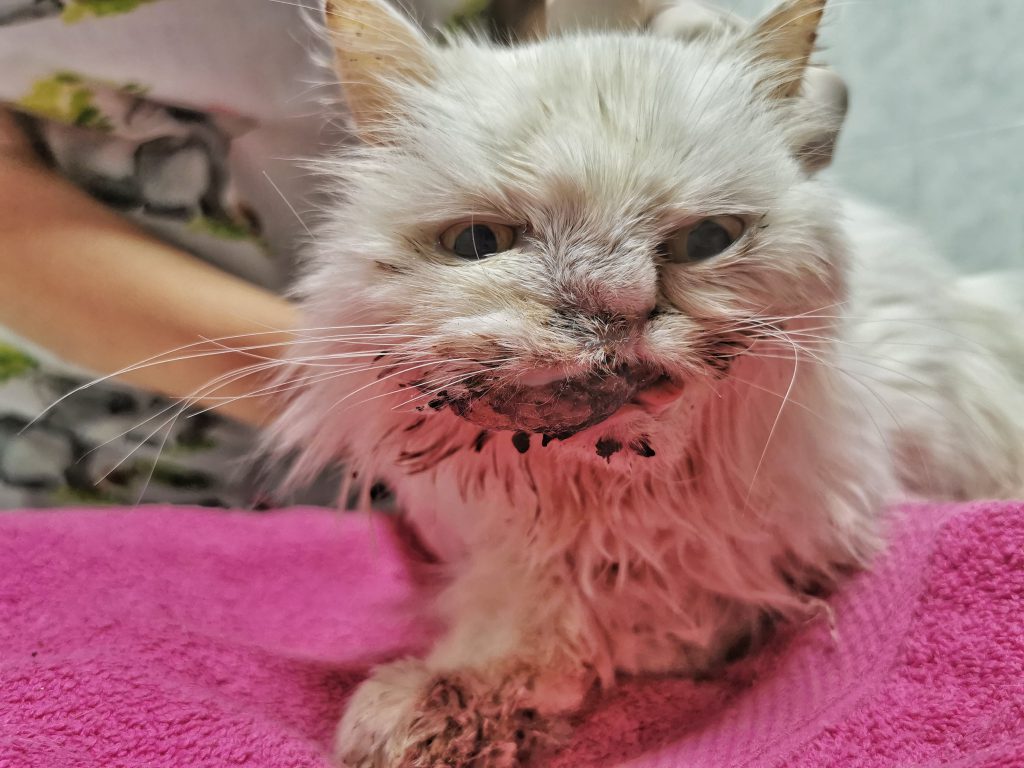 laphám carcinoma miatti arctájéki deformitás,