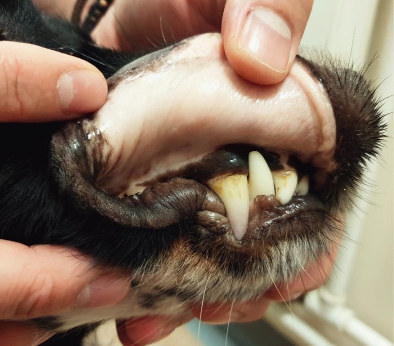 Halvány kutya nyálkahártya