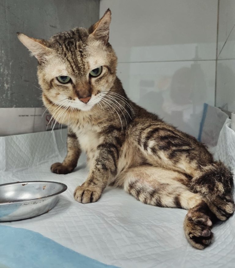 Hátulsó végtag bénulása