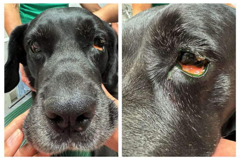 Horner szindróma kutyában