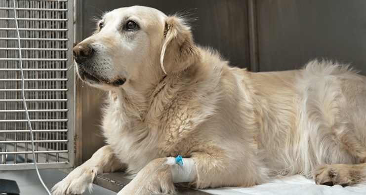 Intravénás kemoterápia