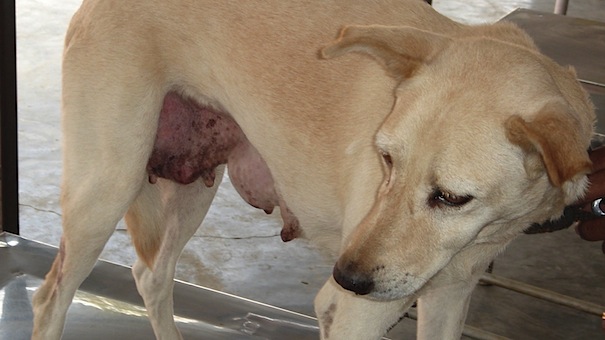 emlődaganatos kutya