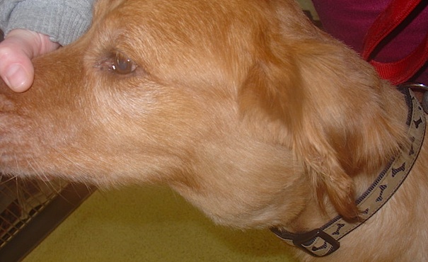 Lymphoma kutya nyakában