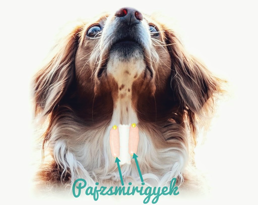 Kutya pajzsmirigyek elhelyezkedése