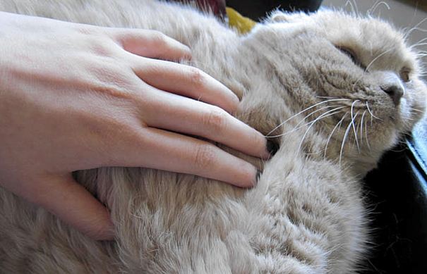 Masszázs daganatos macskán