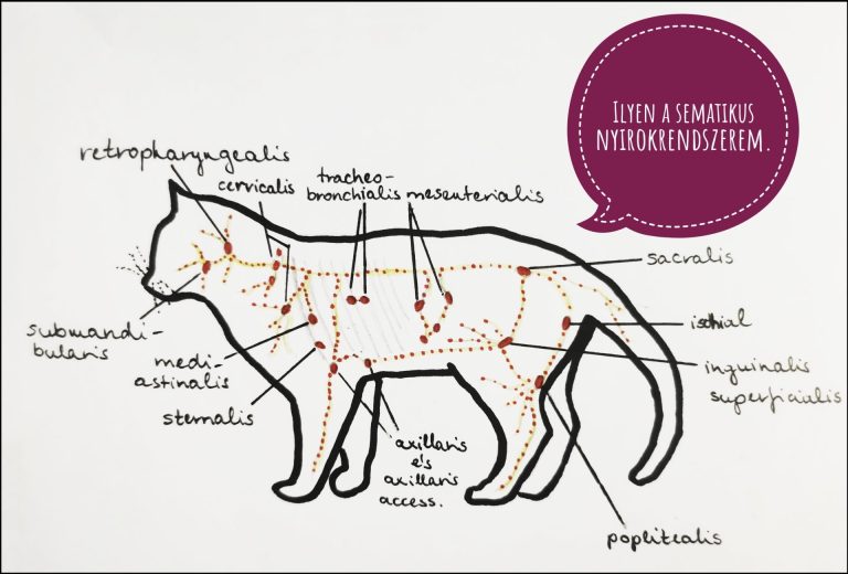 macska nyirokrendszer