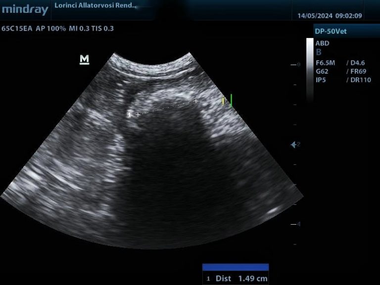 macska ultrahang vizsgálat