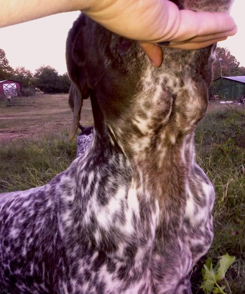 nyirokcsomó duzzanat