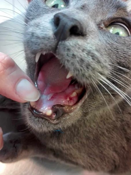 SCC macska szájüregében