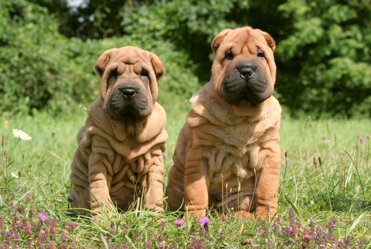 Bőrdaganat Shar Pei kutyáknál