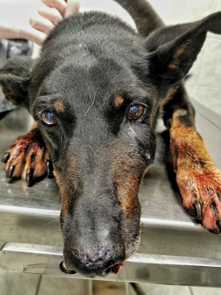 szájüregi daganat okozta orrvérzés