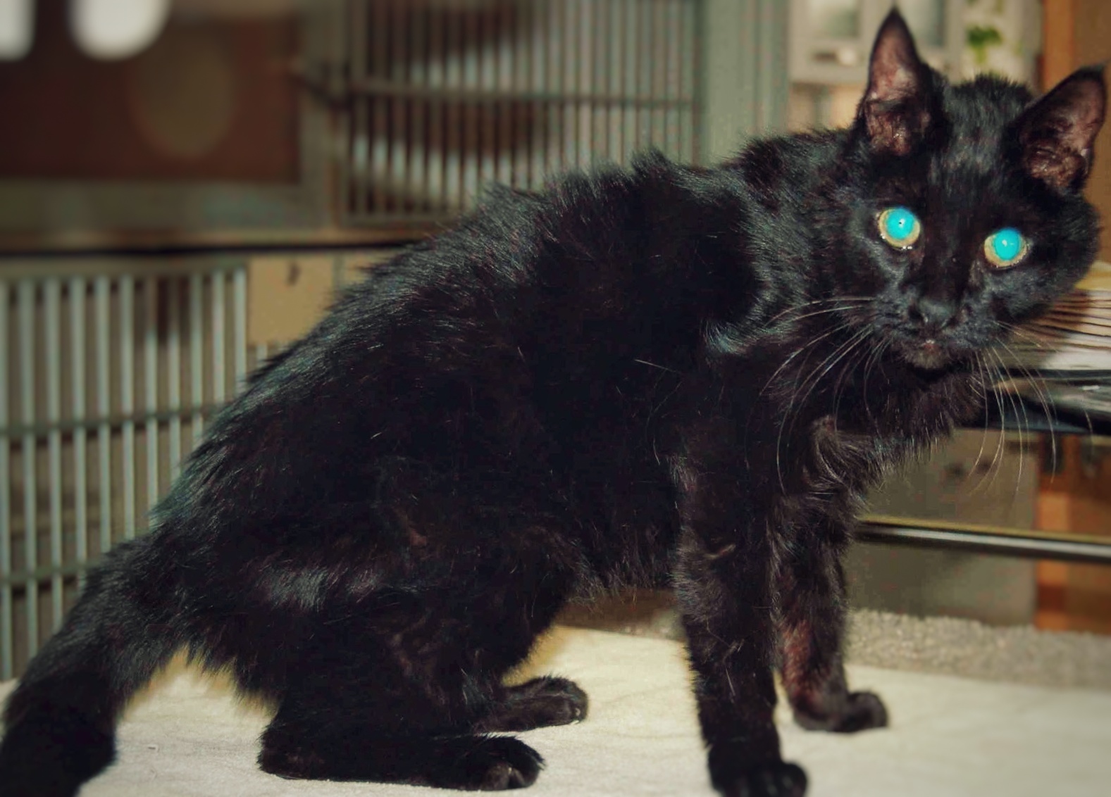 tipikus pajzsmirigy túlműködösi tünetek cicán