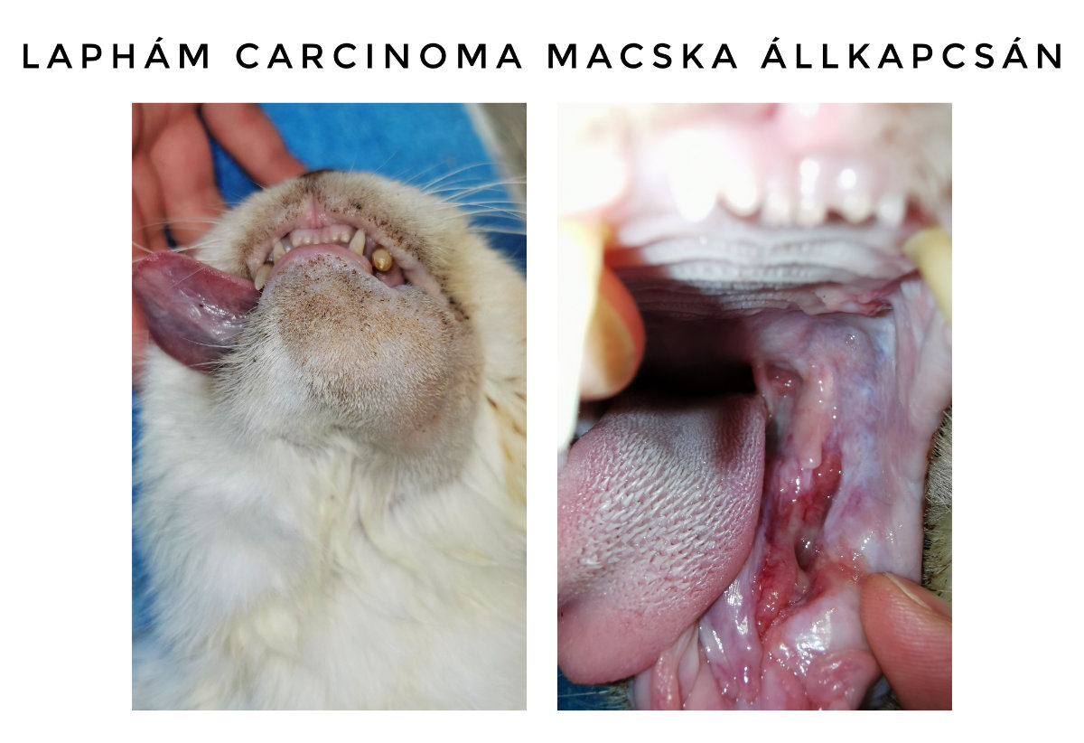 laphám carcinoma macska állkapcsán