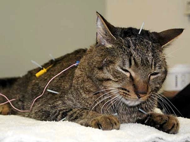 Macska akupunktúrás kezelése