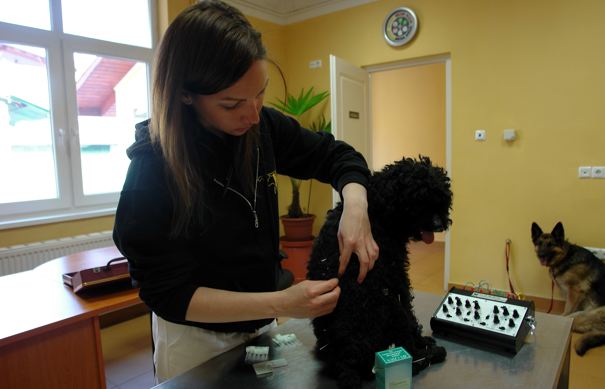 Akupunktúra kutyán állatorvos által