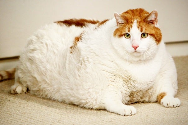 Súlyosan elhízott macska