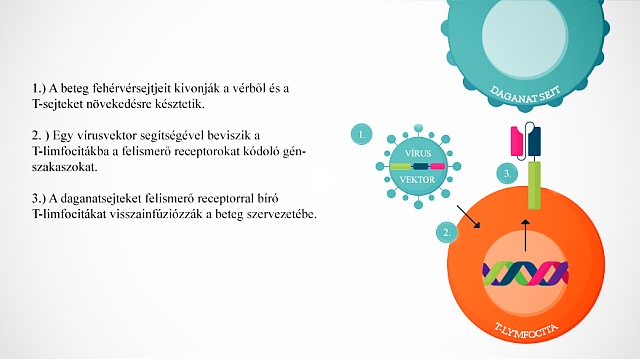 immunterápia ábra