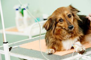 Lymphoma kutyákban