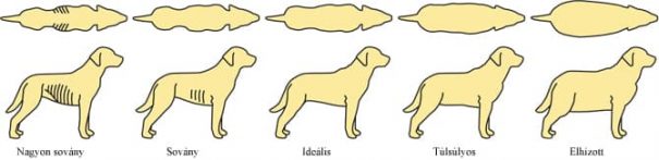 Kutyák kondíciójának mérése