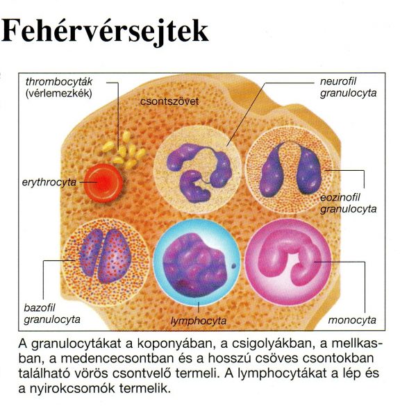 Lymphoma kutyákban – fehérvérsejtek