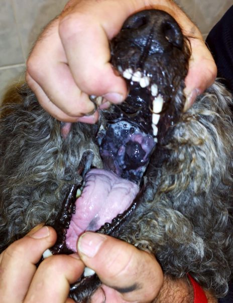 szájüregi melanoma kutyában
