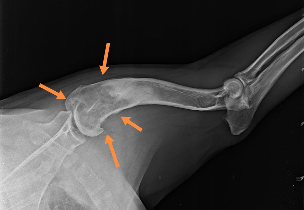 osteosarcoma kutya