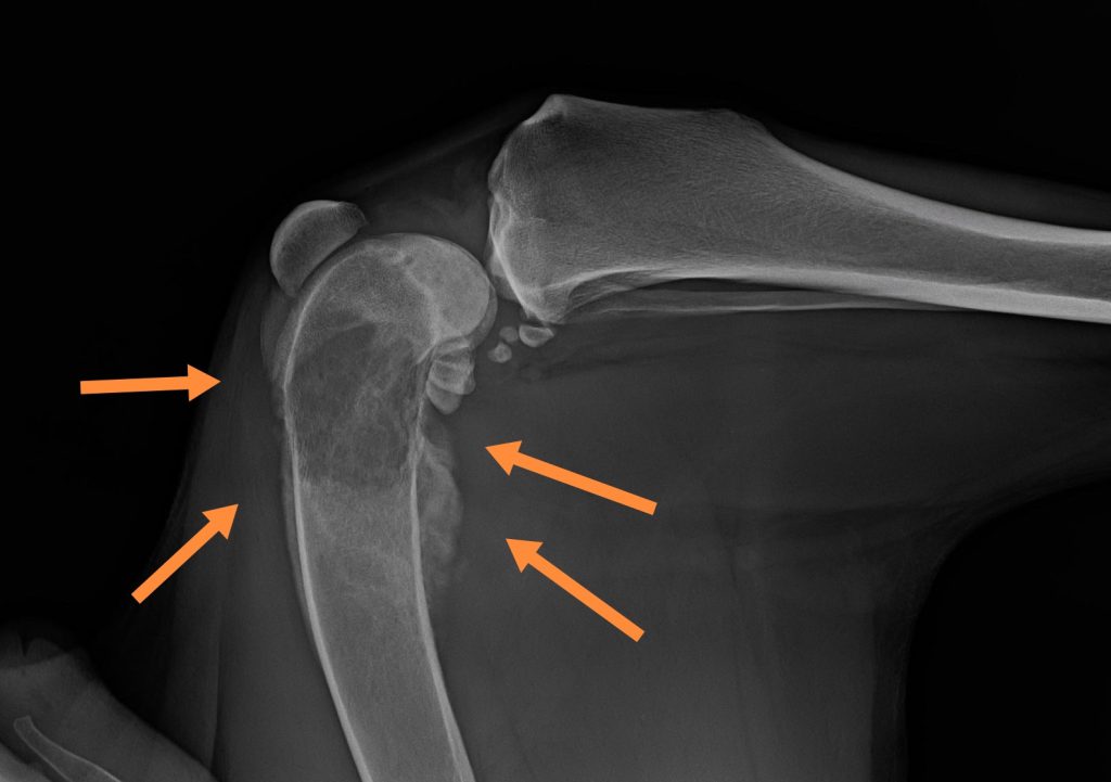 osteosarcoma kutya