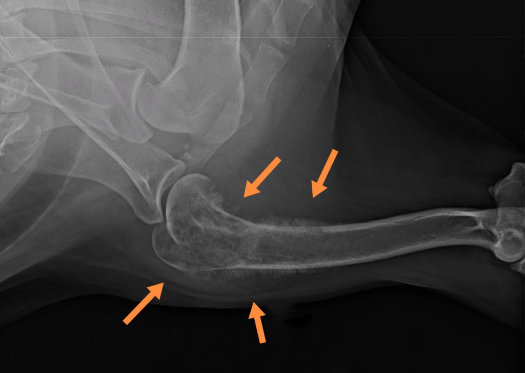 osteosarcoma kutya