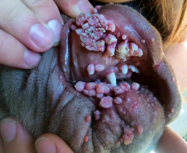 Papilloma kutya ajkán