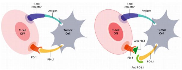 PD-1 és PD-L1 és antitestjeik