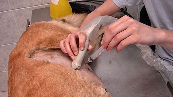 Ultrahang vezérelt citológiai mintavétel kutya hasűri daganatából