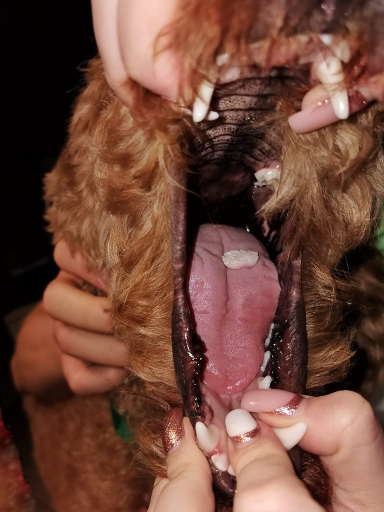 vírusos papilloma kutya nyelvén