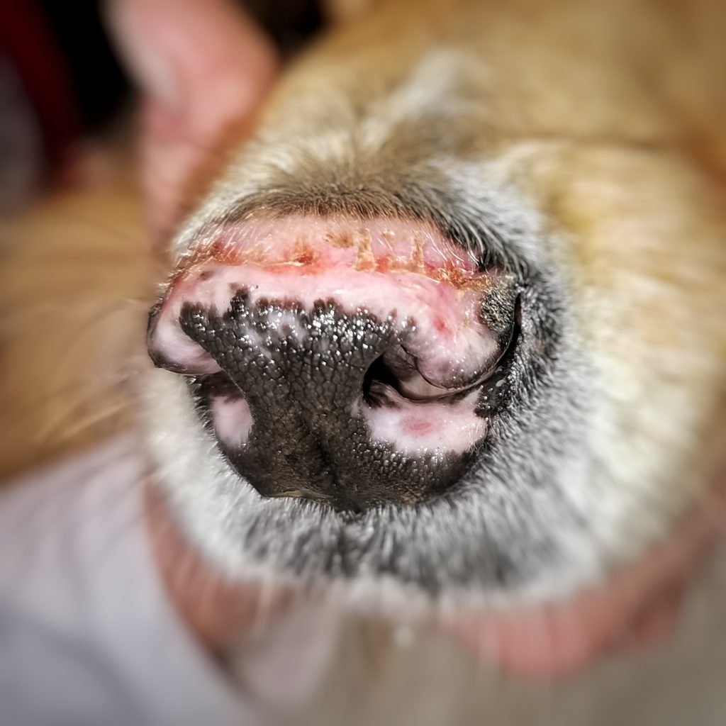 autoimmun bőrelváltozás kutya orrtükrén