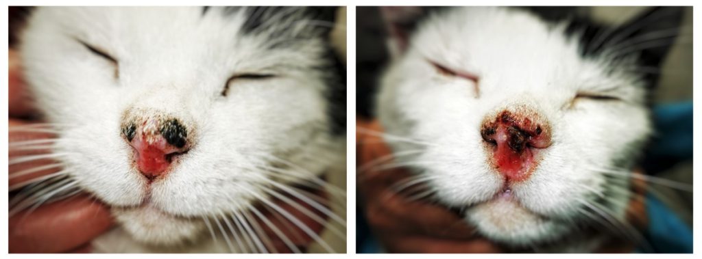 laphám carcinoma macska orrtükrén 10 hónap különbséggel