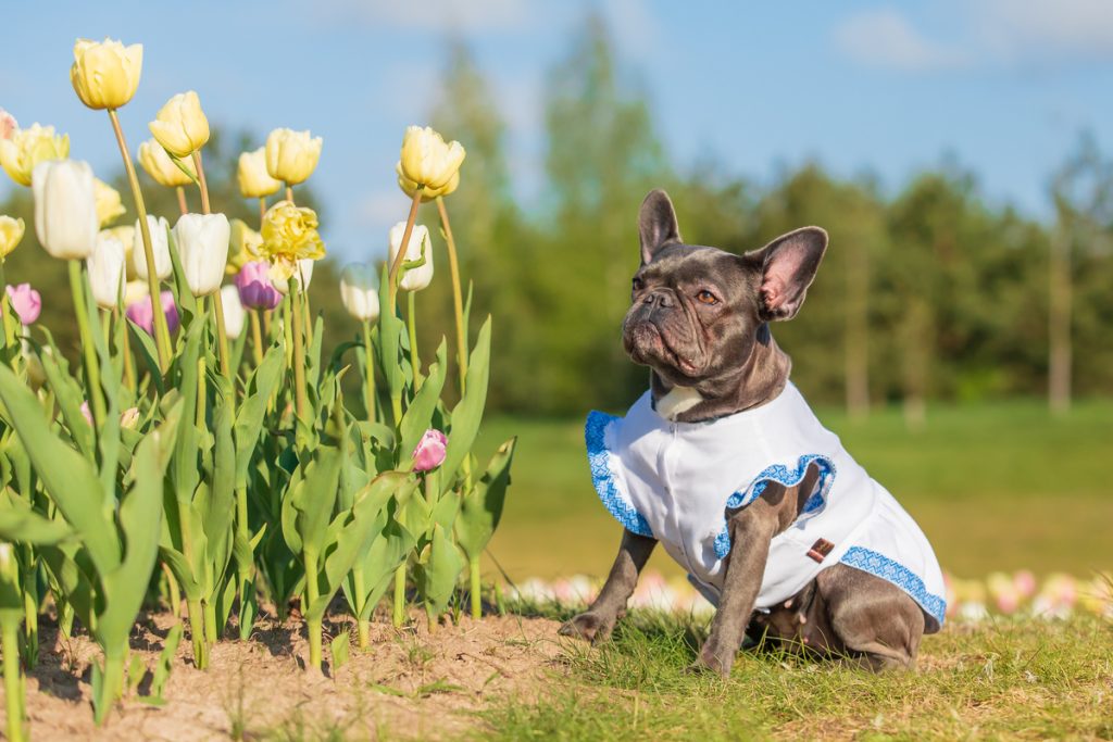 francia bulldog daganatos betegségei