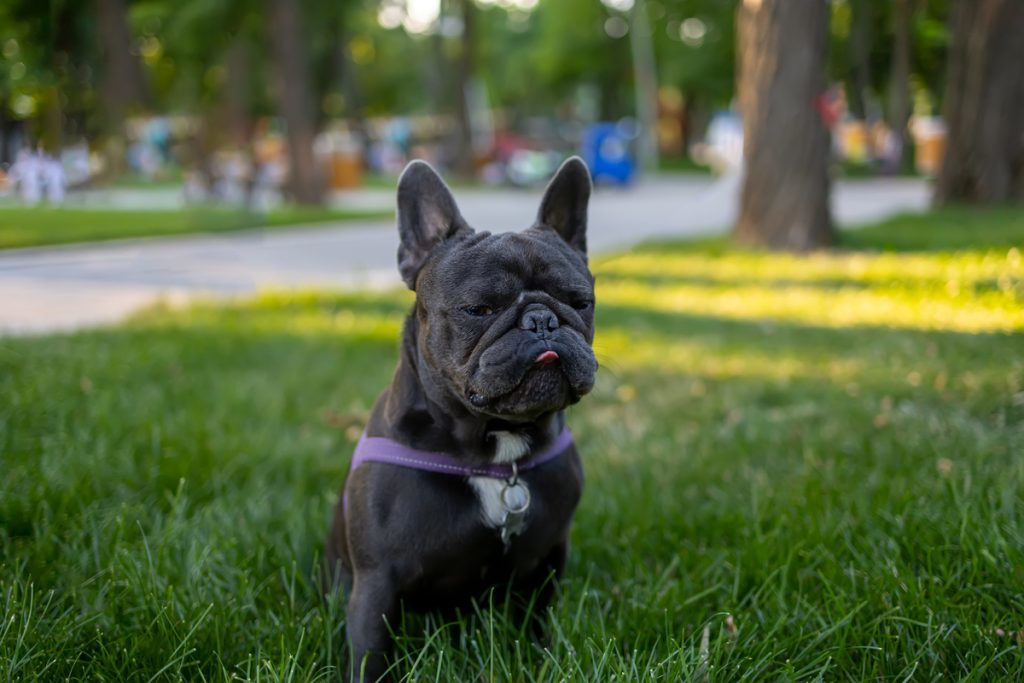 francia bulldog lymphoma