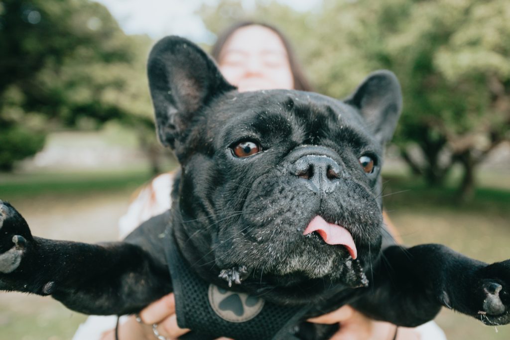 francia bulldog frenchie histiocytoma betegsége