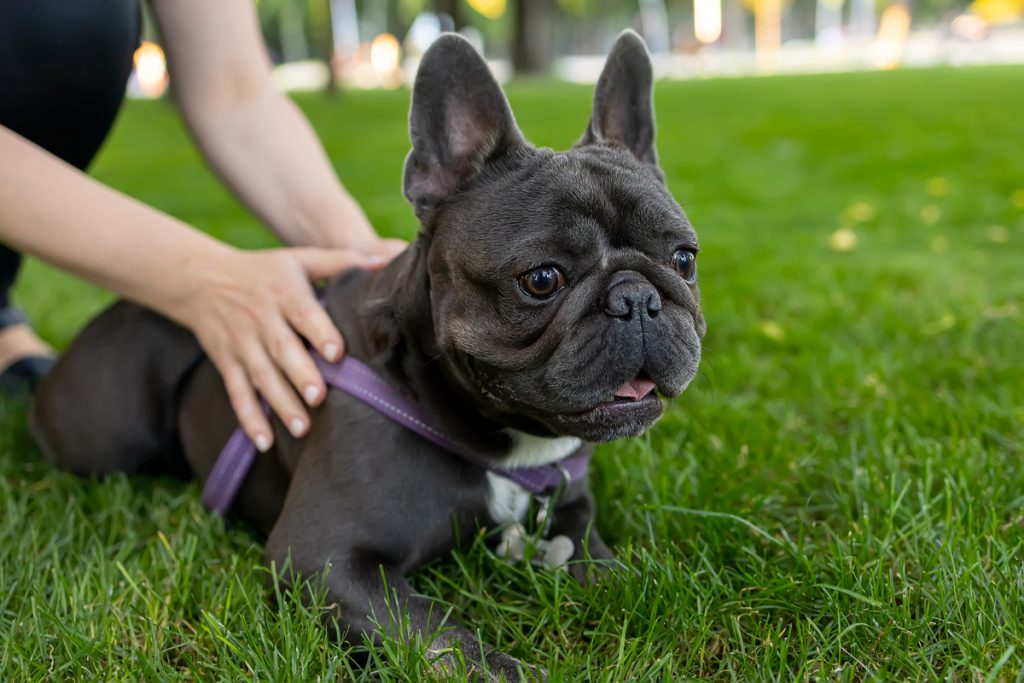 francia bulldog glioma