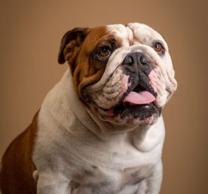 angol bulldog