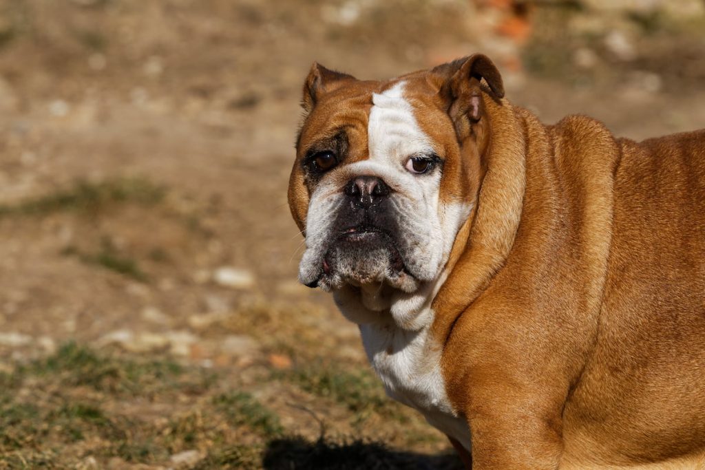 Az angol bulldog többfajta daganatos betegségre is fogékony