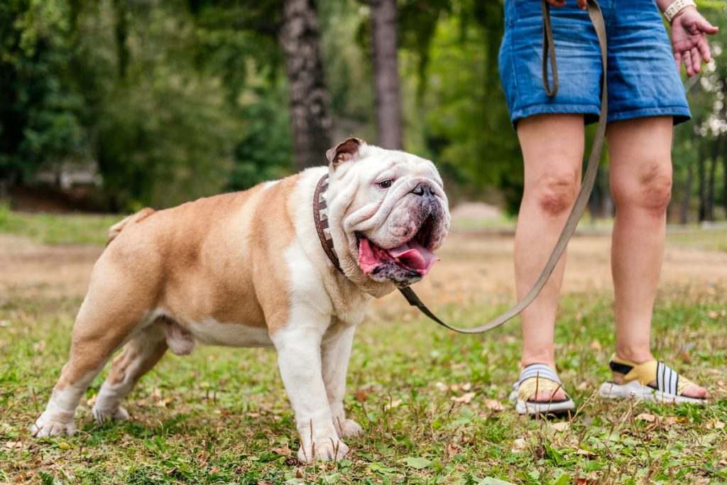 Angol bulldog gazdijával egy téren az onkológiai kezelést kóvetően