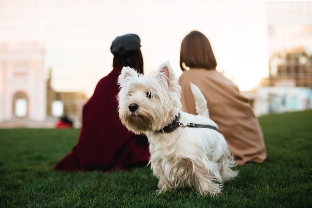 West Highland Terrier