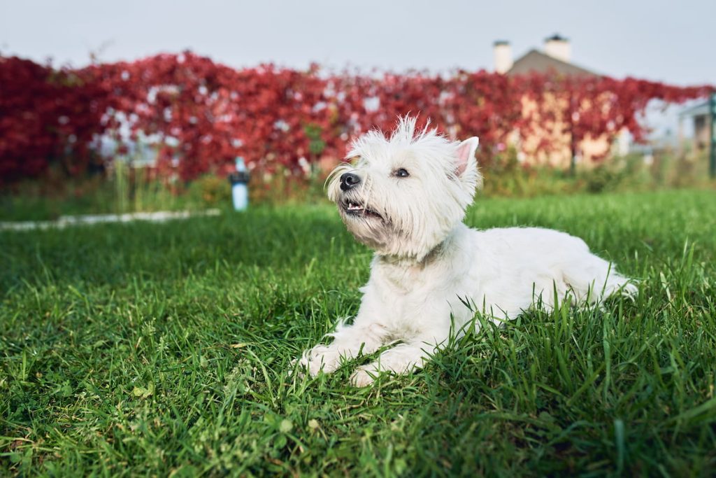 Westie a parkban