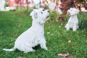 West Highland Terrier