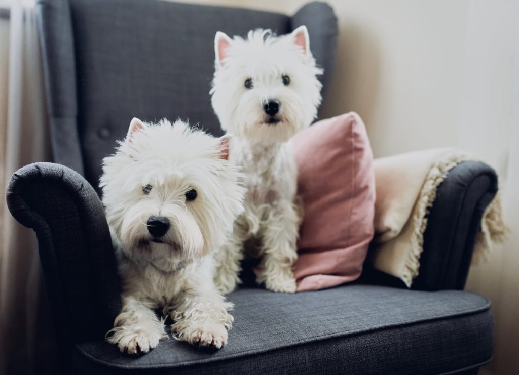 West Highland Terrier pár a kanapén