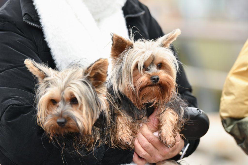 yorkie Lymphoma