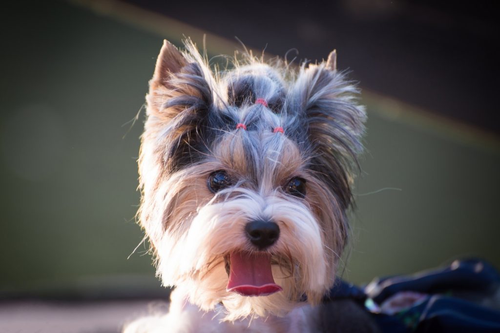 yorkshire terrier Szájüregi melanoma